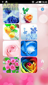 roses flower wallpapers