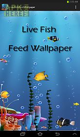 live fish feed wallpaper