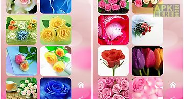 Roses flower wallpapers v2