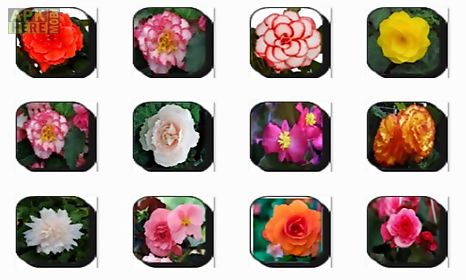 begonia flowers onet classic game