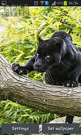 black panther live wallpaper