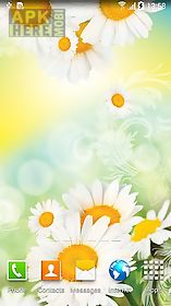 daisies by  live wallpaper