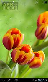 drops on tulips live wallpaper