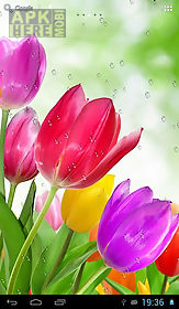 drops on tulips live wallpaper