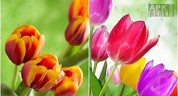 Drops on tulips Live Wallpaper