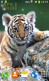 little tiger live wallpaper