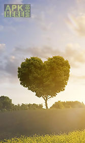 love tree  live wallpaper