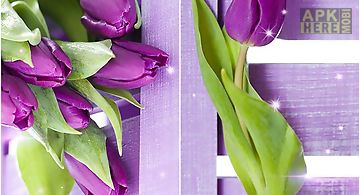 Purple tulips Live Wallpaper