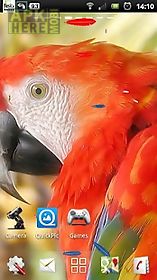 live parrot wallpaper