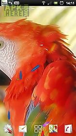live parrot wallpaper