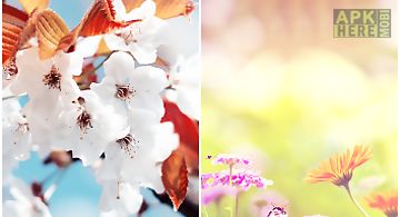 Spring wallpapers for chat
