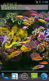 aquarium video  live wallpaper