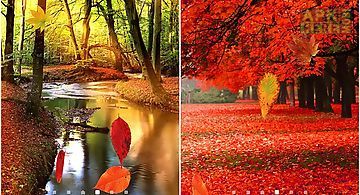 Autumn forest Live Wallpaper