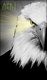 eagle  live wallpaper