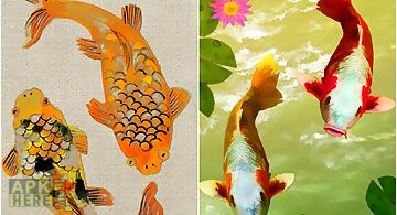 Koi fish  Live Wallpaper