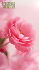pink roses  live wallpaper
