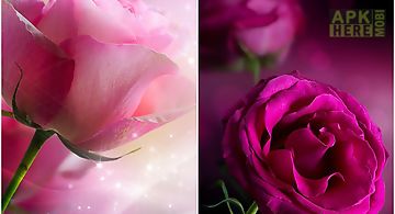 Pink roses  Live Wallpaper