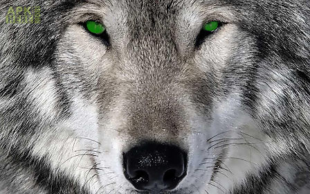 3d wolf wallpapers