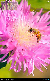 bee on a clover flower 3d live wallpaper