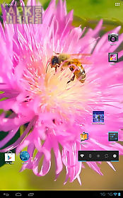 bee on a clover flower 3d live wallpaper
