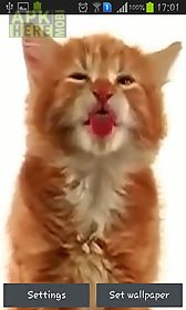 cat licking screen live wallpaper