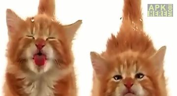 Cat licking screen Live Wallpape..