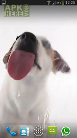 dog licks screen lwp free live wallpaper