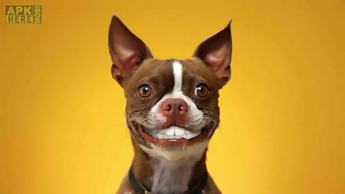 dog smiles live wallpaper