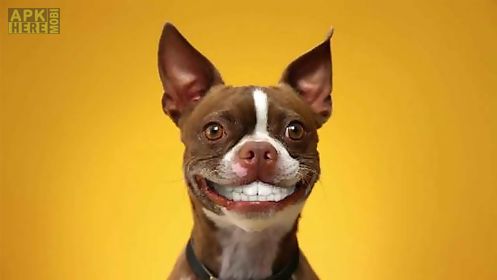 dog smiles live wallpaper