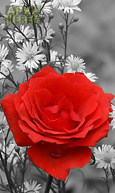 red rose  live wallpaper