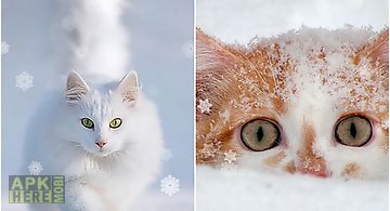 Snow cats Live Wallpaper