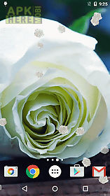 white rose live wallpaper