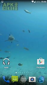 sharks. video wallpaper