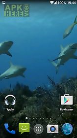 sharks. video wallpaper