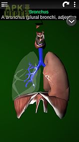 organs 3d (anatomy)