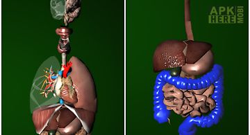 Organs 3d (anatomy)