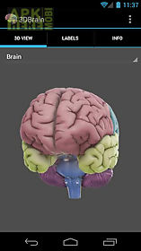 3d brain