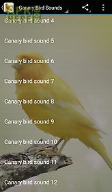 canary bird sounds