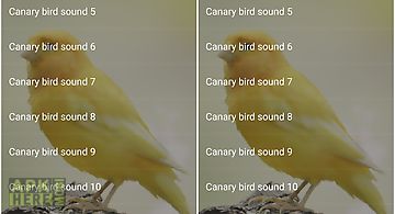 Canary bird sounds