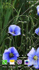 blue flowers by jacal video  live wallpaper