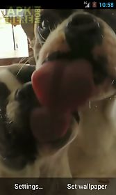 dog licking screen video lwp live wallpaper