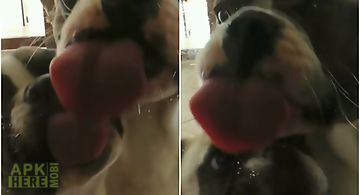 Dog licking screen video lwp Liv..