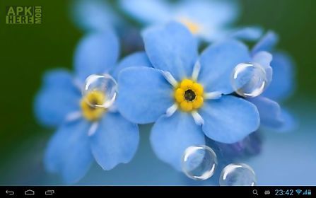 forget-me-not live wallpaper