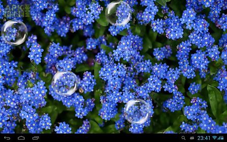 forget-me-not live wallpaper
