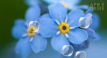 Forget-me-not Live Wallpaper