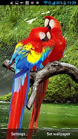 parrot  live wallpaper
