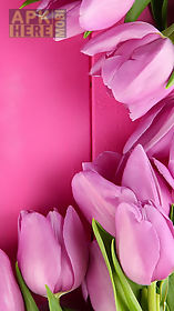 pink tulips  live wallpaper