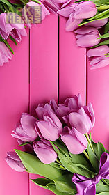 pink tulips  live wallpaper