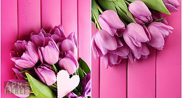 Pink tulips  Live Wallpaper