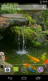 pond with koi live wallpaper